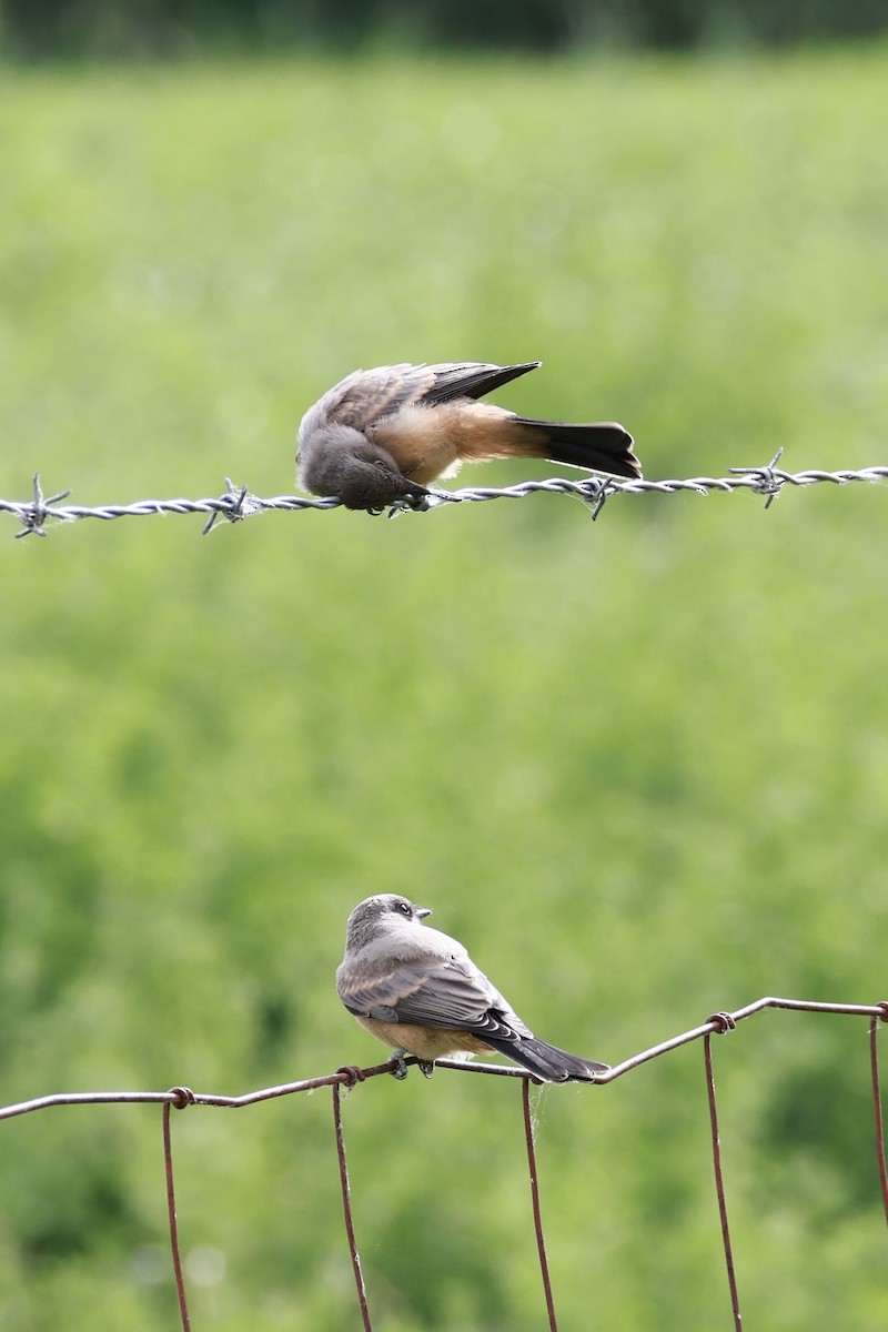 Say's Phoebe - ML659307467