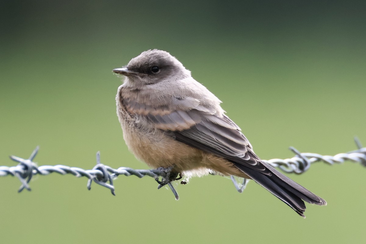 Say's Phoebe - ML659307507