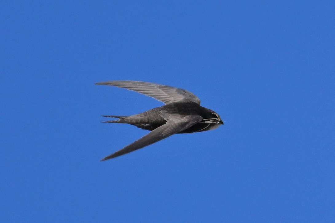Common Swift - ML659307543