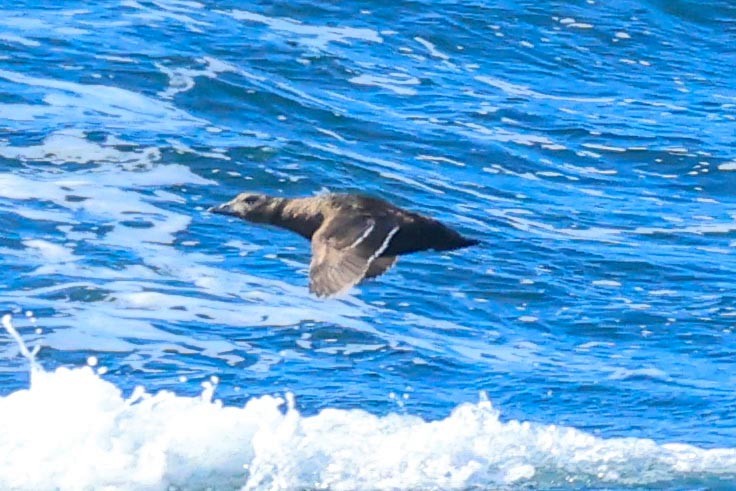 Steller's Eider - ML659307615
