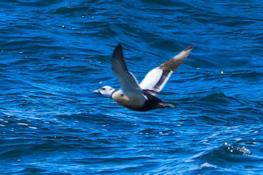 Steller's Eider - ML659307617