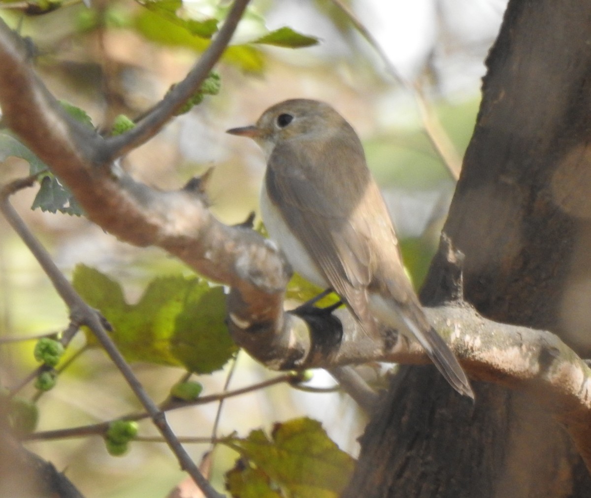 Papamoscas de la Taiga - ML659307885