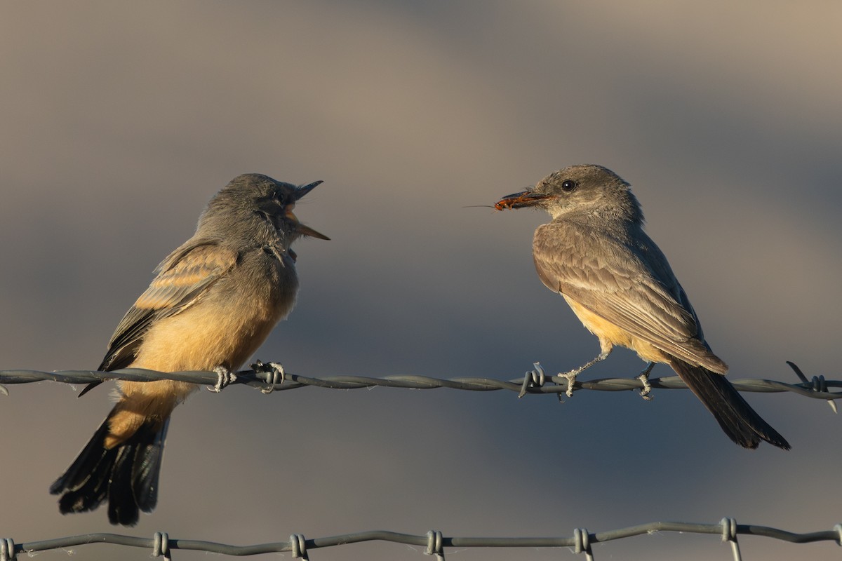Say's Phoebe - ML659308384