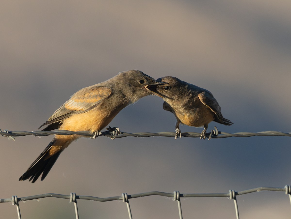 Say's Phoebe - ML659308385