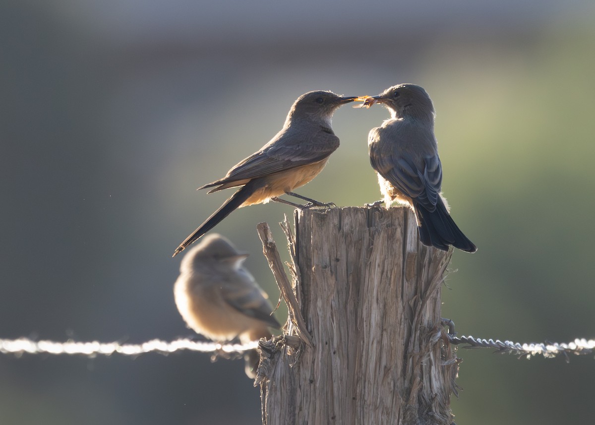 Say's Phoebe - ML659308393