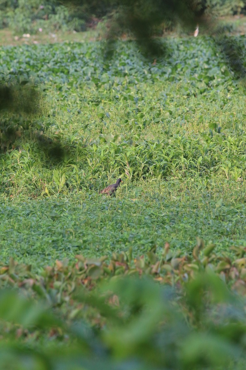 Watercock - ML659308450