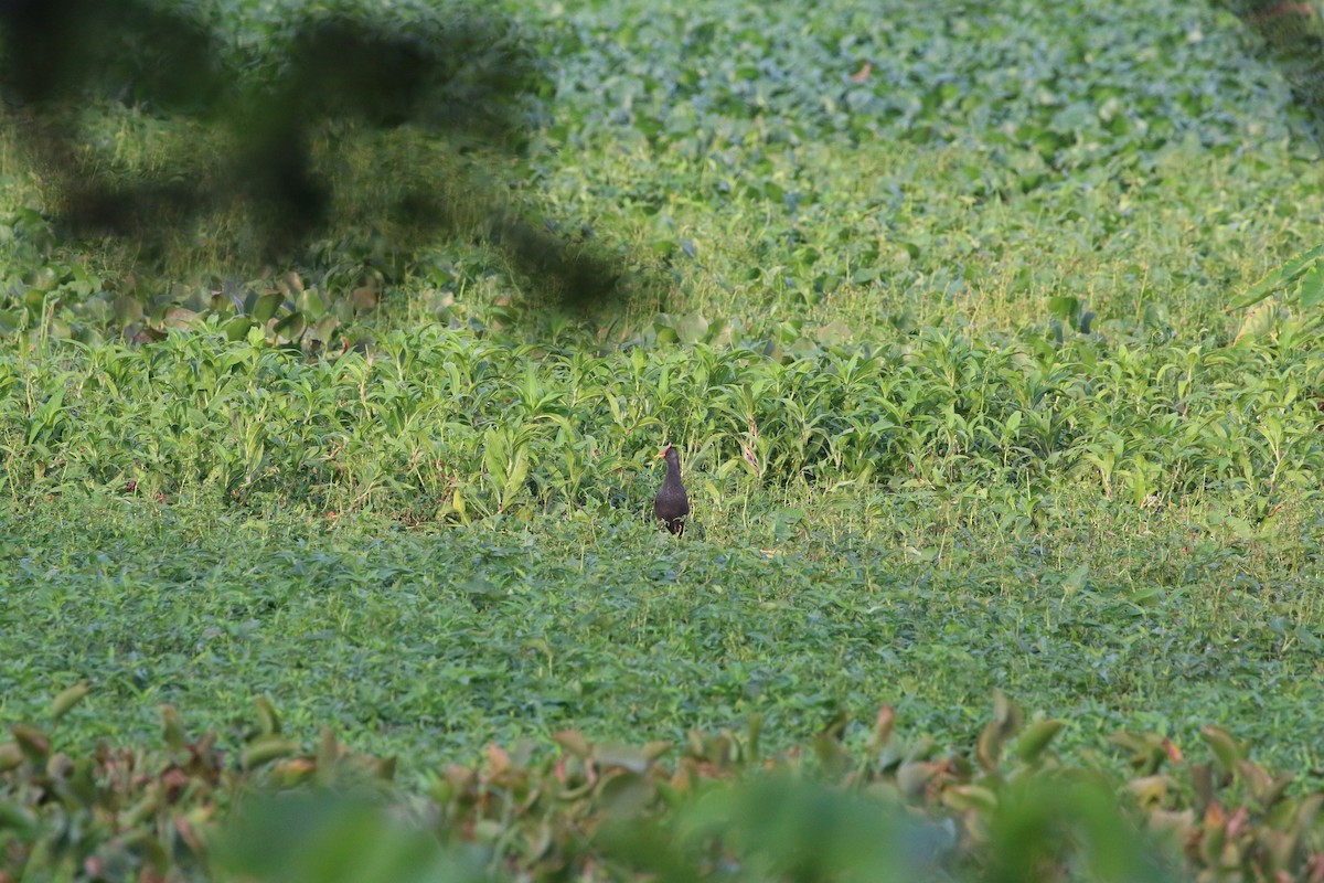 Watercock - ML659308456