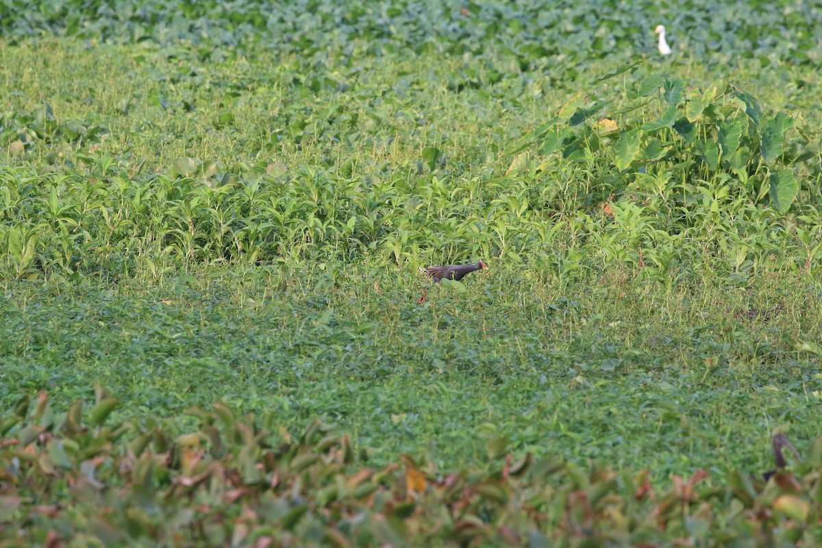 Watercock - ML659308476