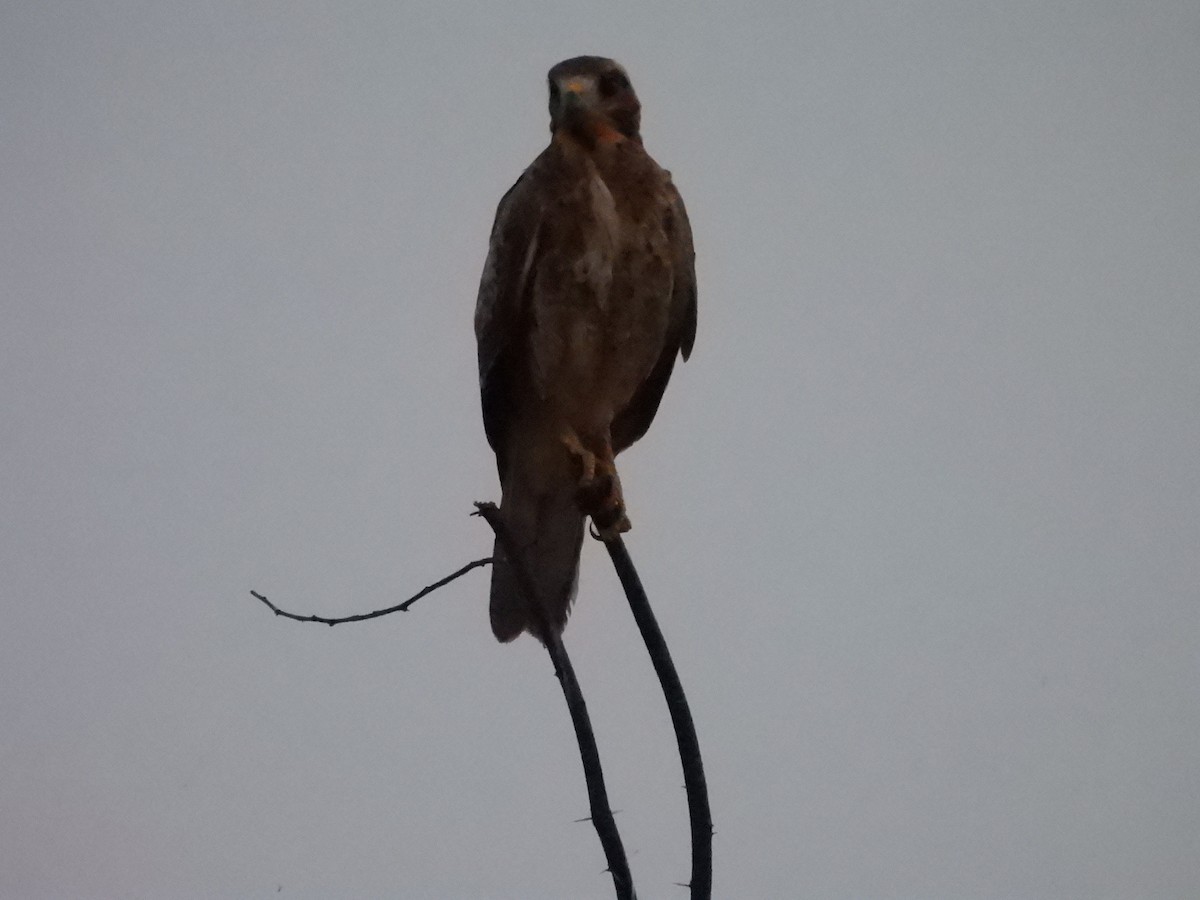White-eyed Buzzard - ML659308478