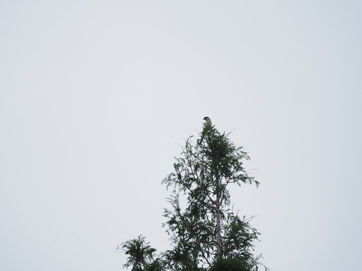 Long-tailed Shrike - ML659308600