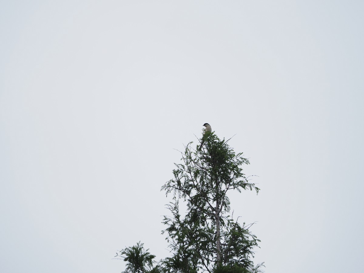 Long-tailed Shrike - ML659308601