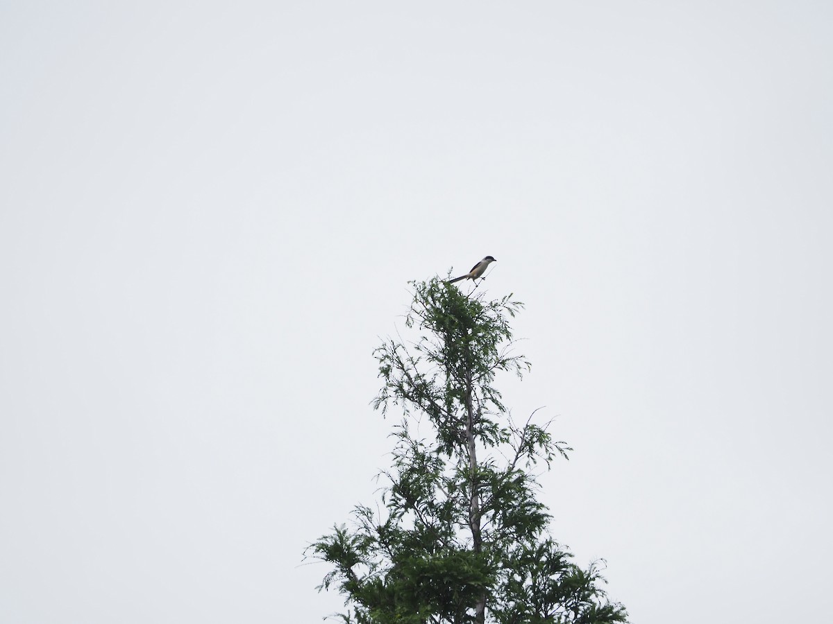 Long-tailed Shrike - ML659308604