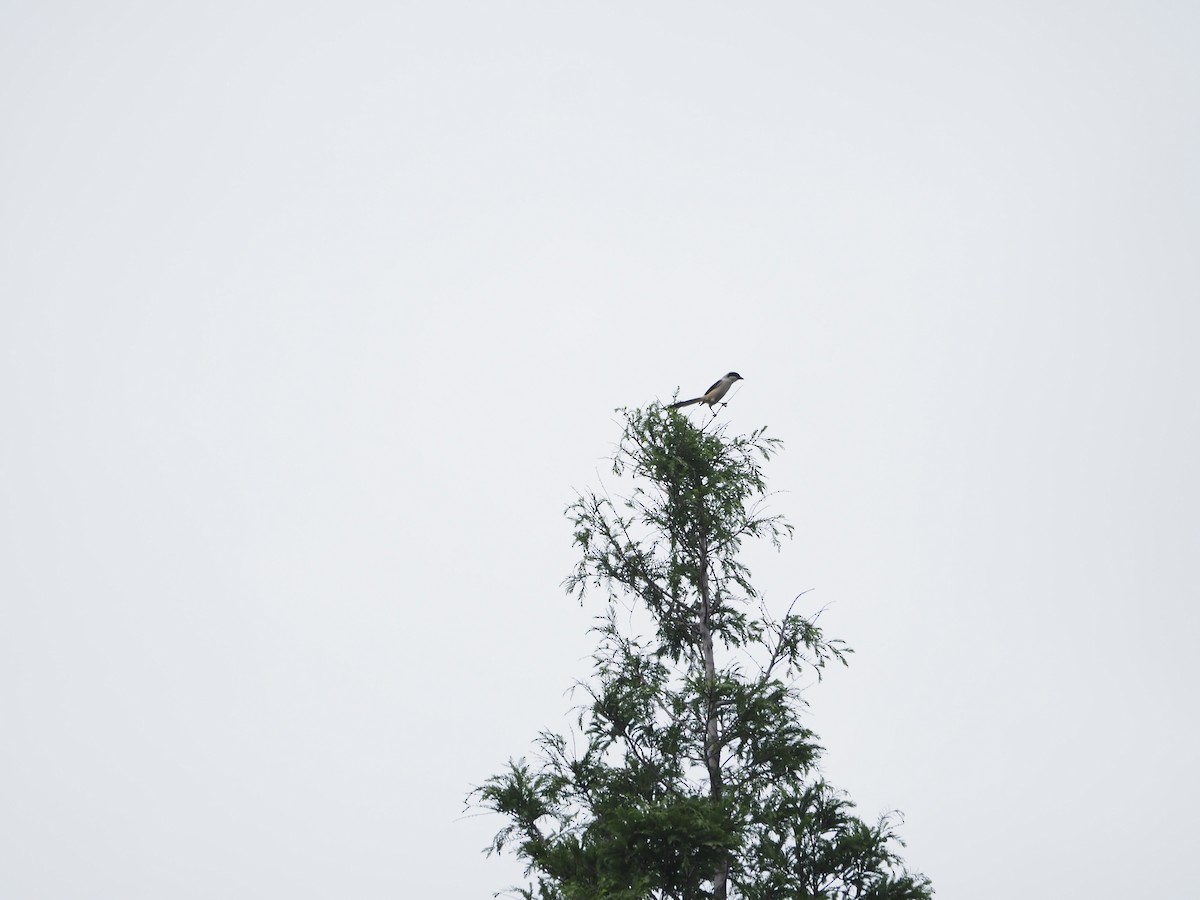 Long-tailed Shrike - ML659308607