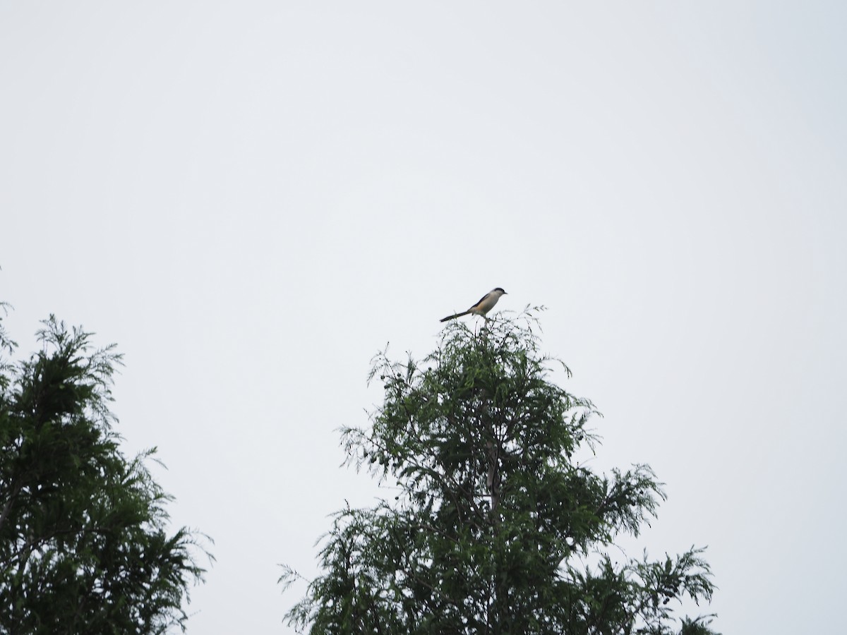 Long-tailed Shrike - ML659308608