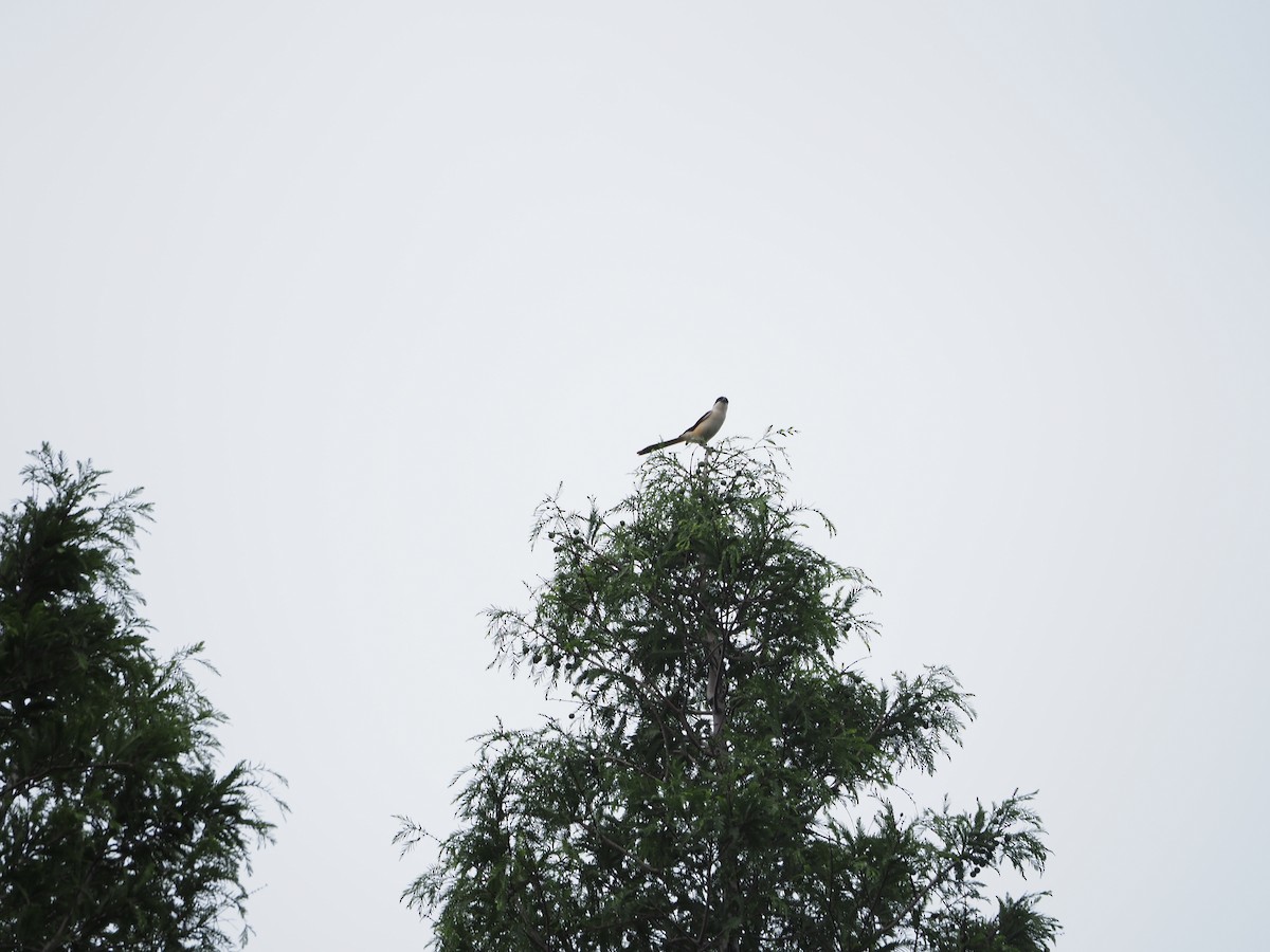 Long-tailed Shrike - ML659308609