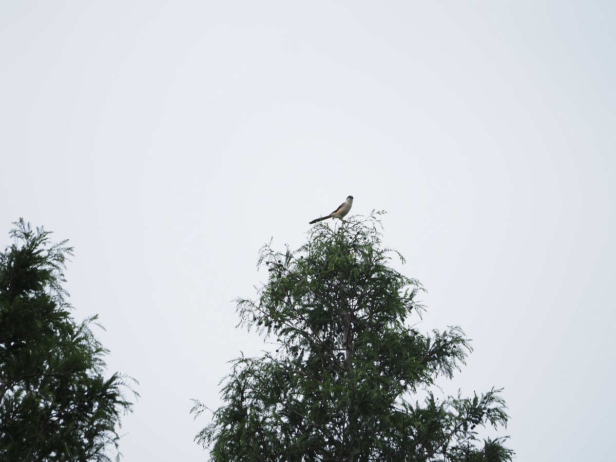 Long-tailed Shrike - ML659308610