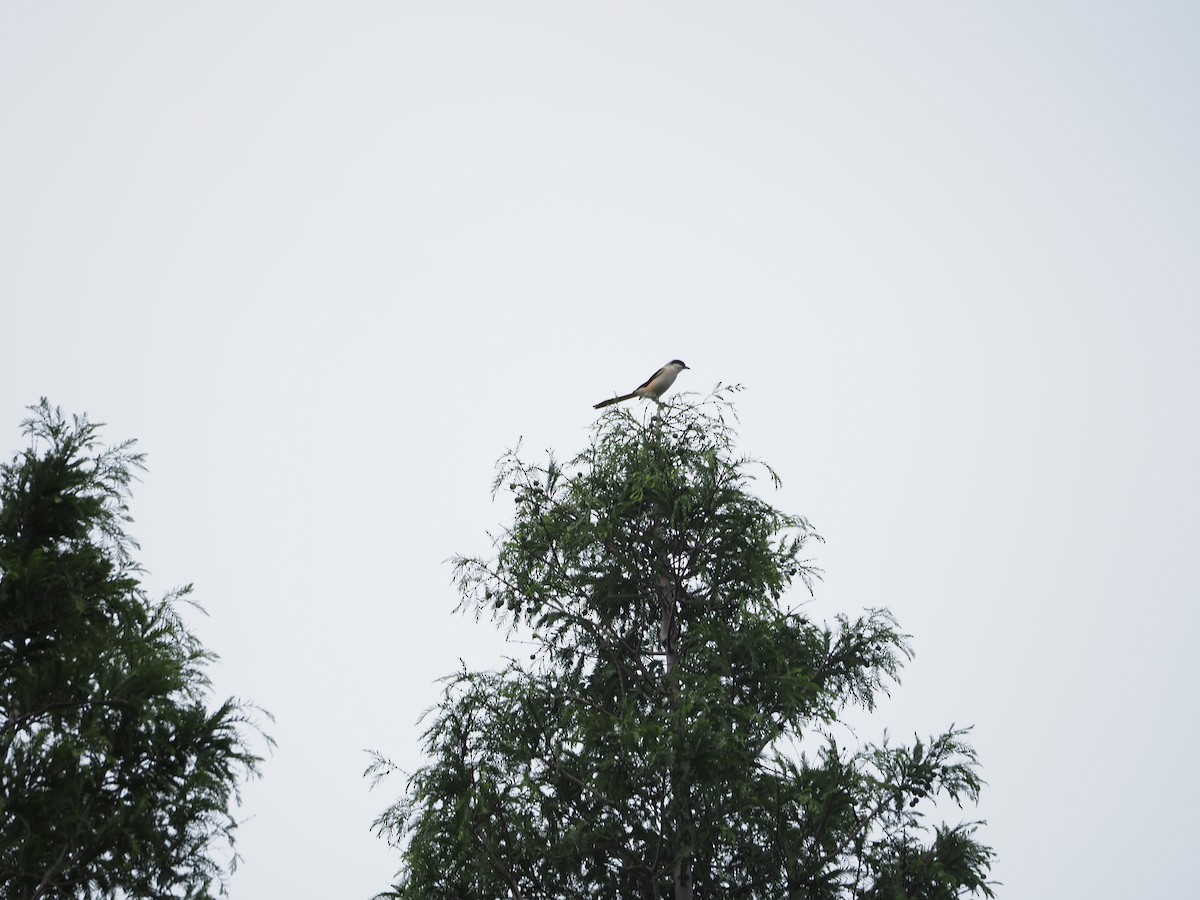 Long-tailed Shrike - ML659308611