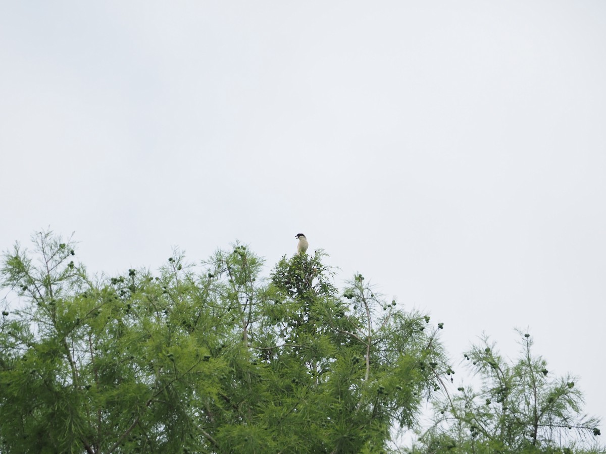 Long-tailed Shrike - ML659308612