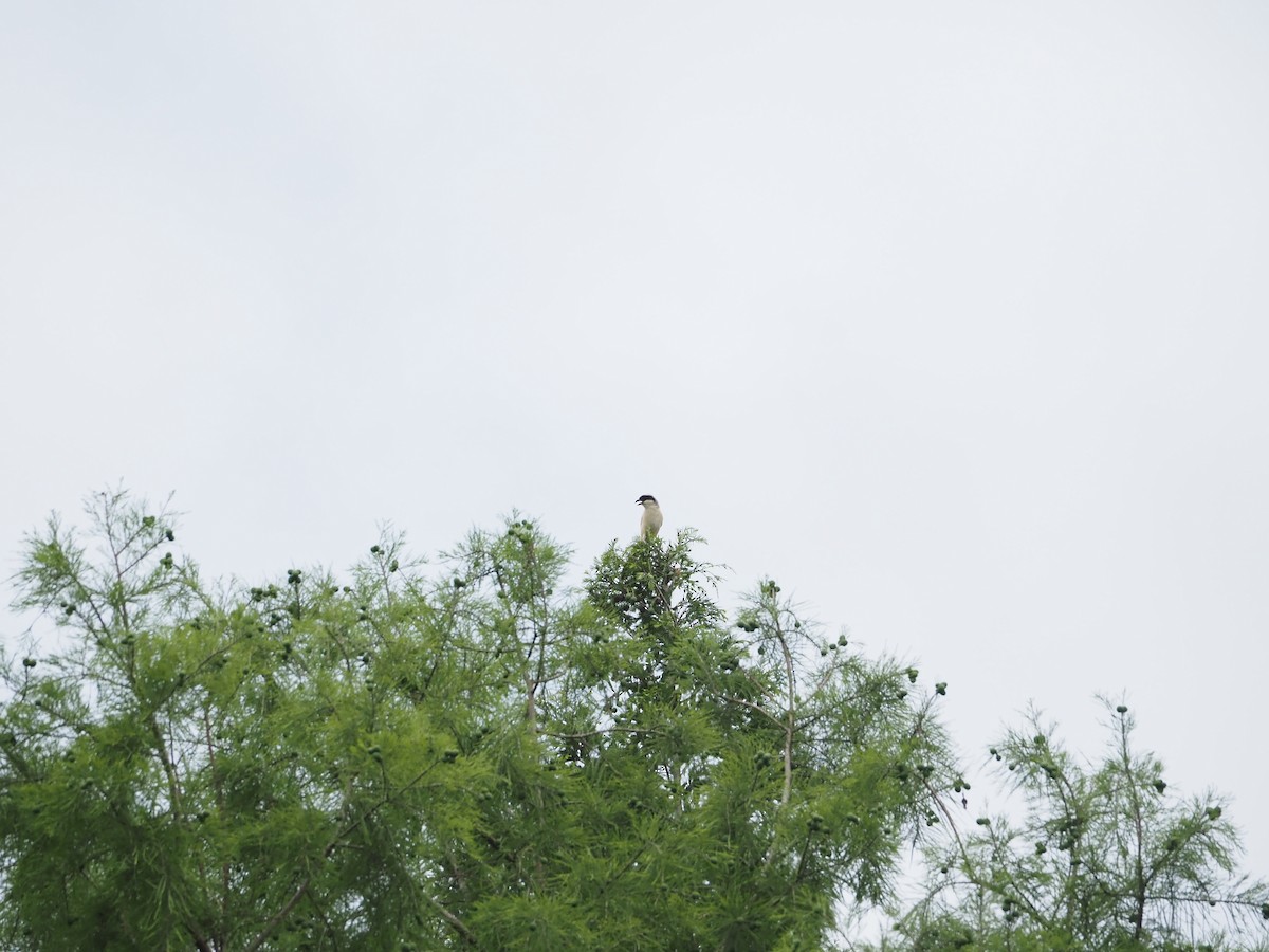 Long-tailed Shrike - ML659308613