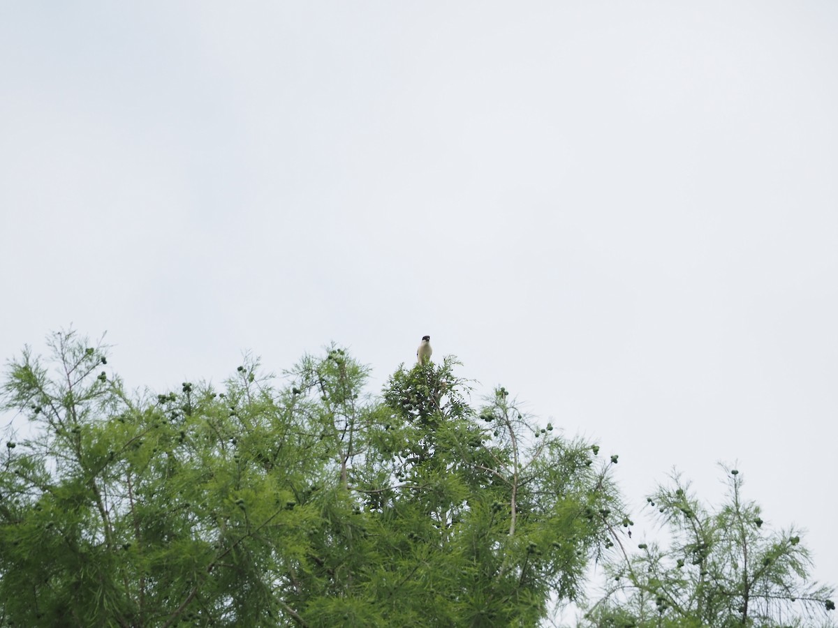 Long-tailed Shrike - ML659308614