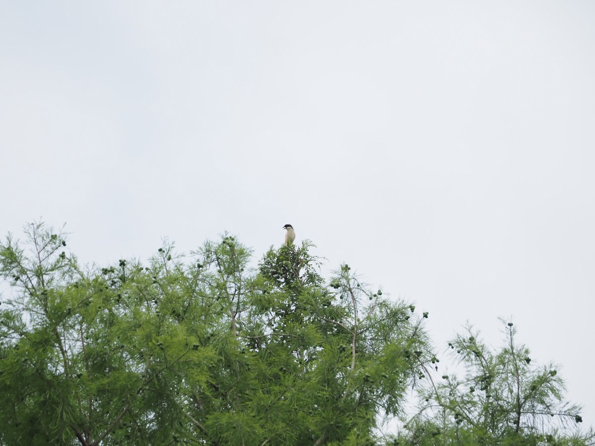 Long-tailed Shrike - ML659308617