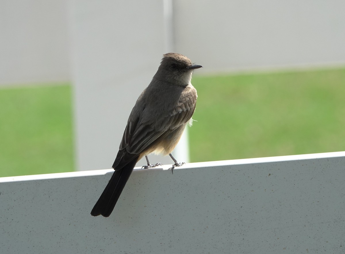 Say's Phoebe - ML659308625