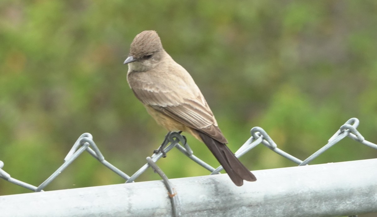 Say's Phoebe - ML659308651