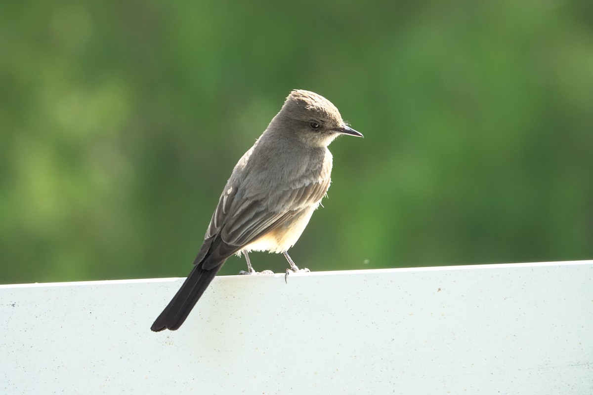 Say's Phoebe - ML659308652