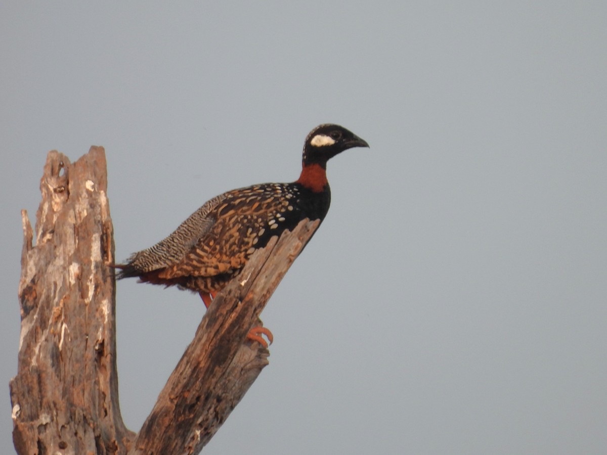 Black Francolin - ML659308682