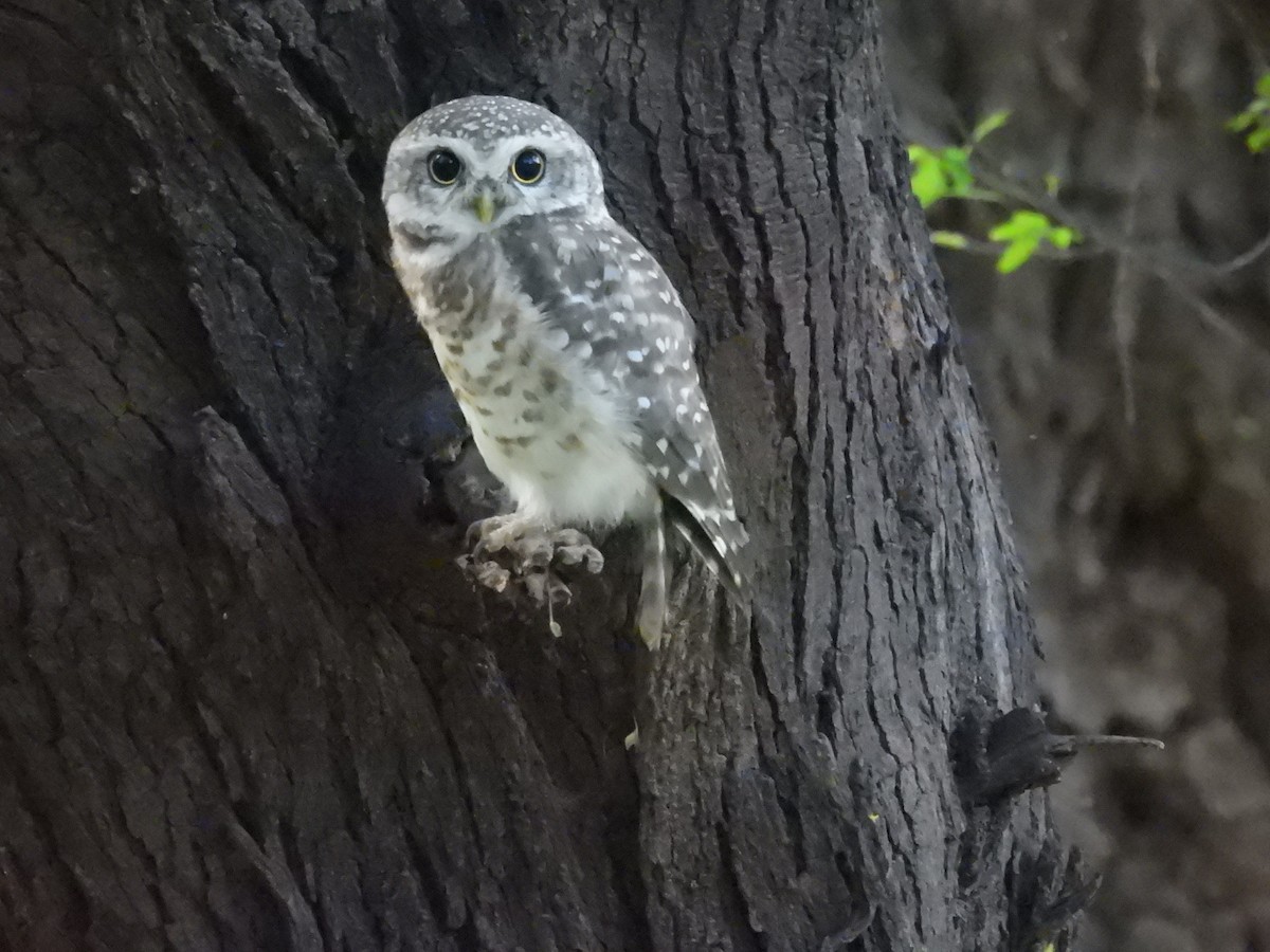 Spotted Owlet - ML659308704
