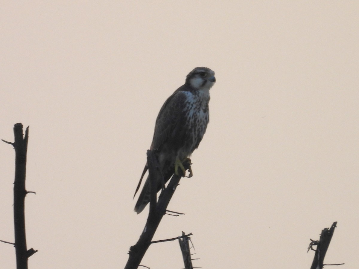 Laggar Falcon - ML659308720