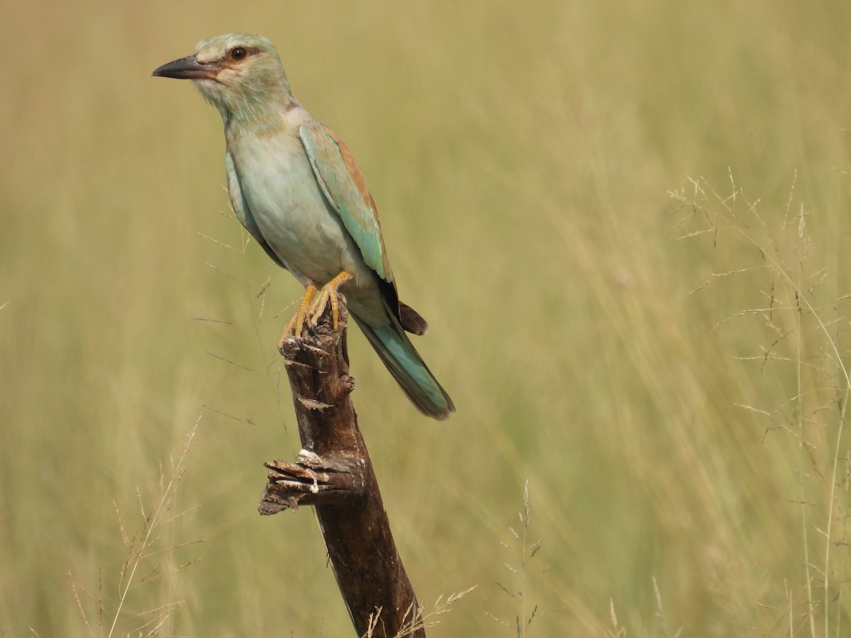 European Roller - ML659308793