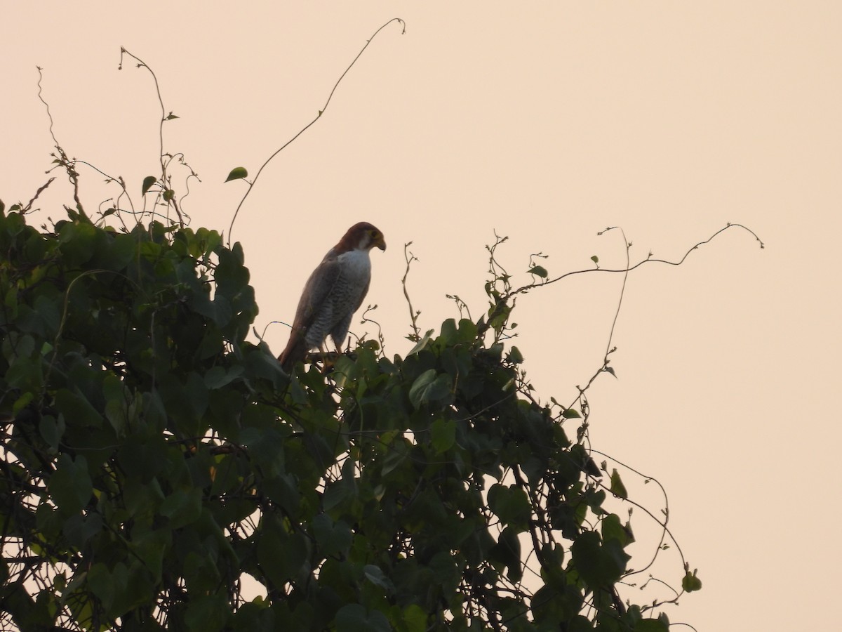 Red-necked Falcon - ML659308799