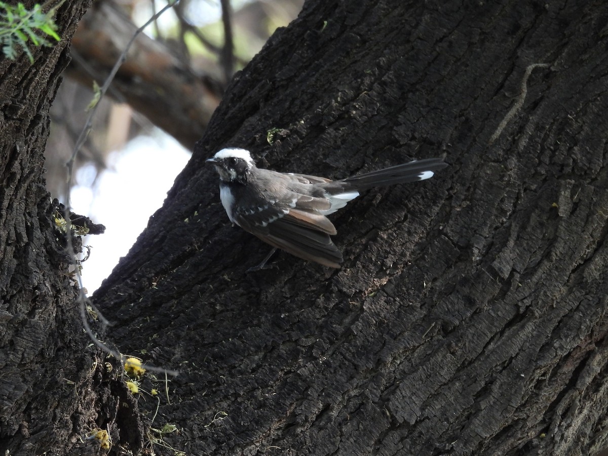 White-browed Fantail - ML659308821