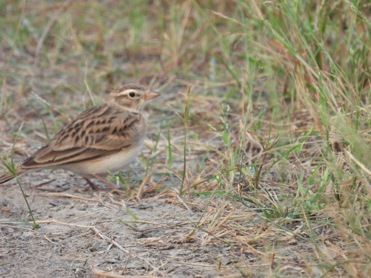 Greater Short-toed Lark - ML659308831