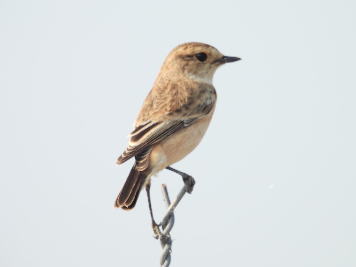 Siberian Stonechat - ML659308860