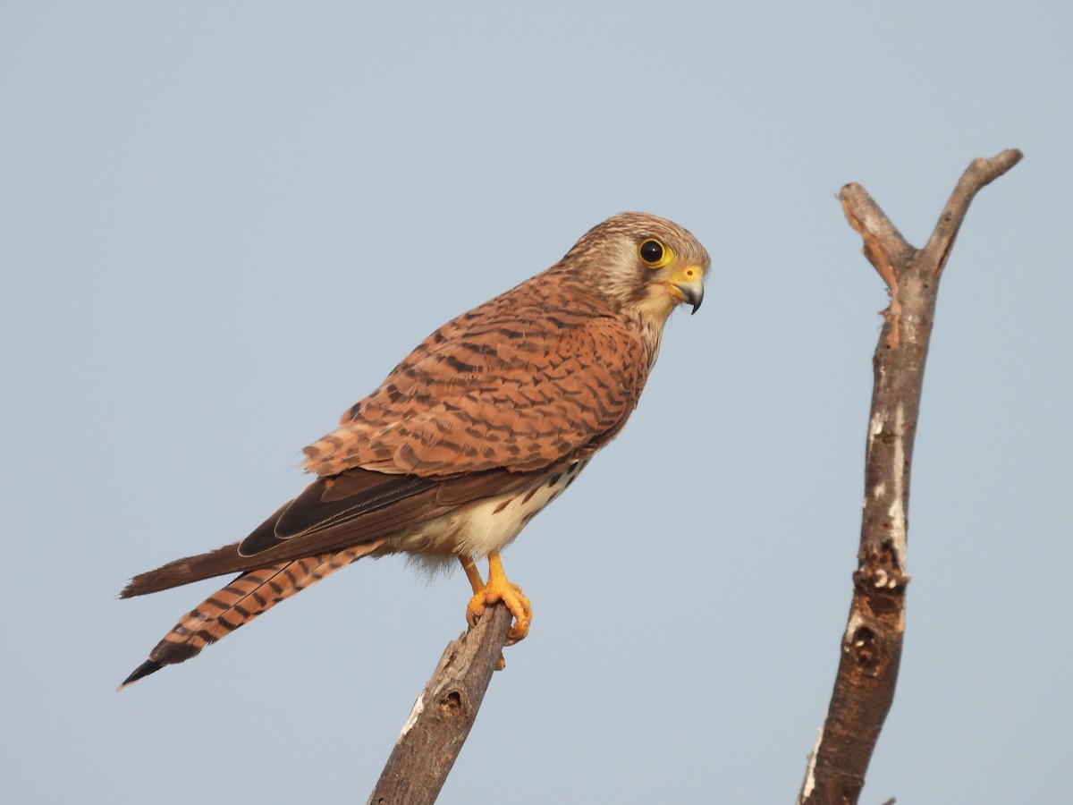 Eurasian Kestrel - ML659308903