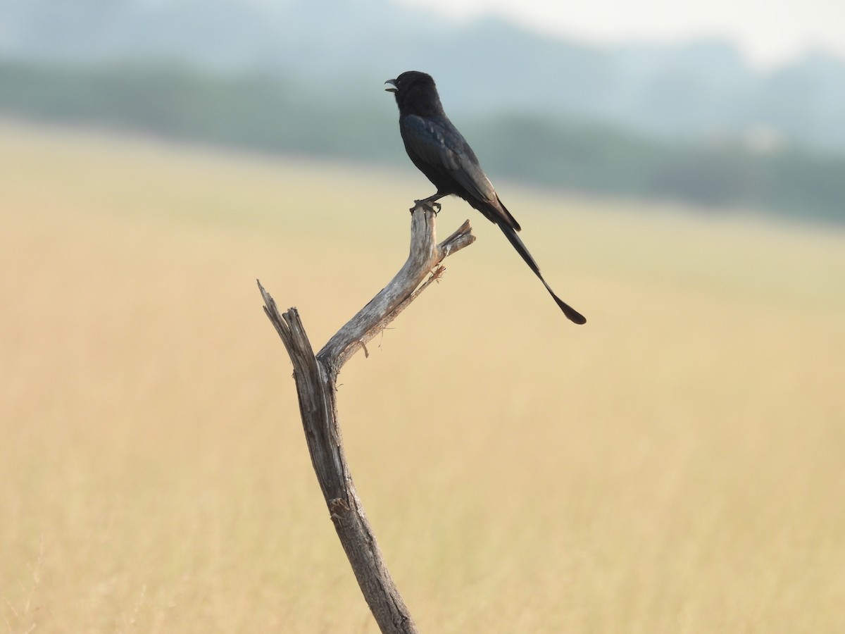 Black Drongo - ML659308909