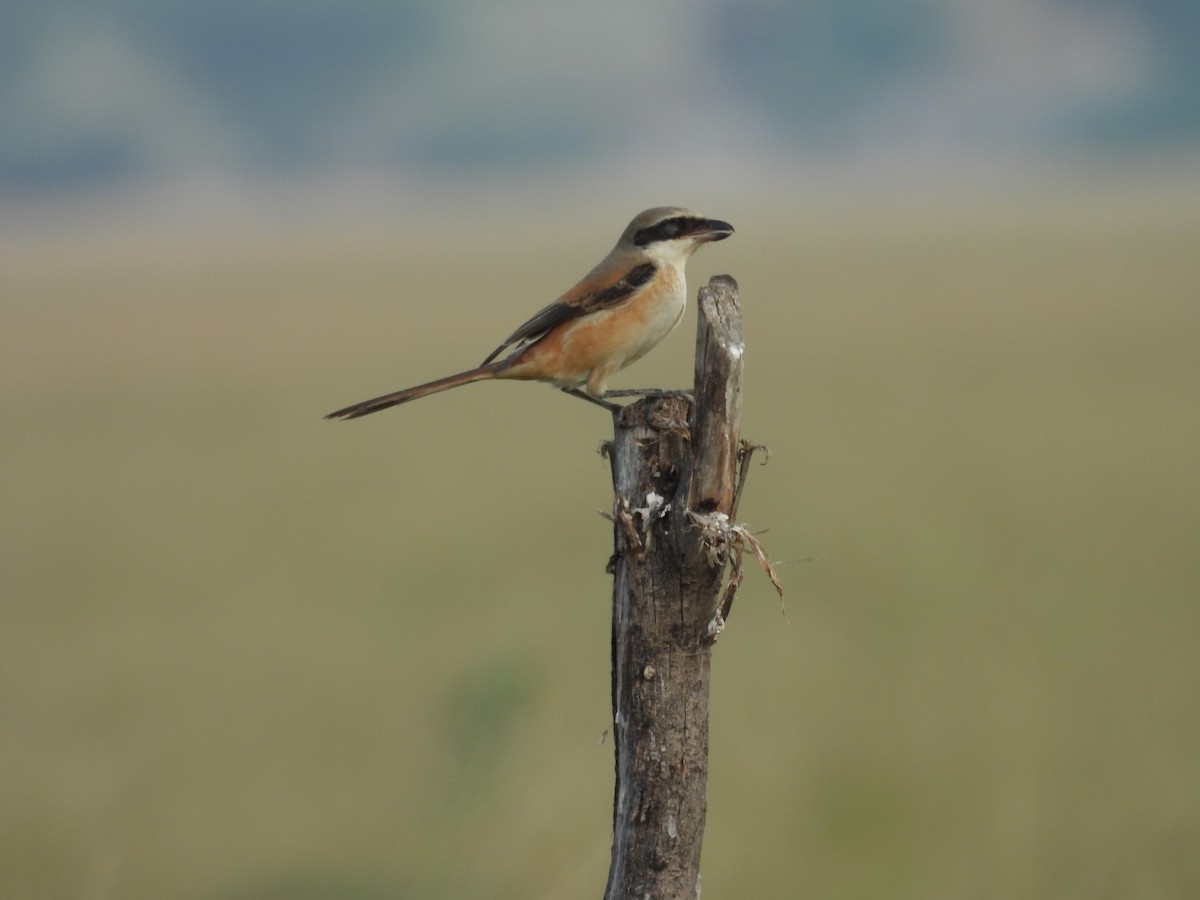 Long-tailed Shrike - ML659308924