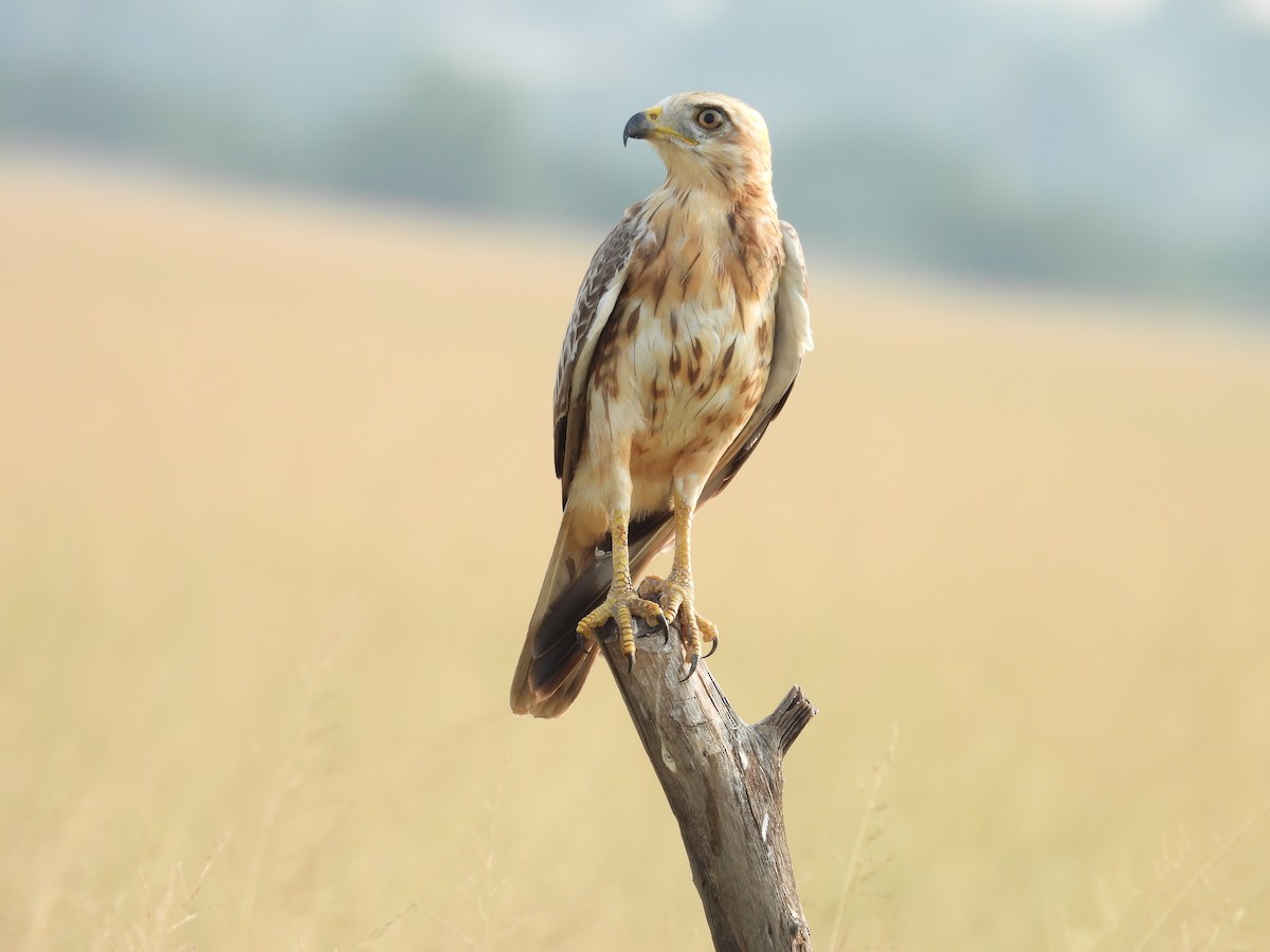 White-eyed Buzzard - ML659308938