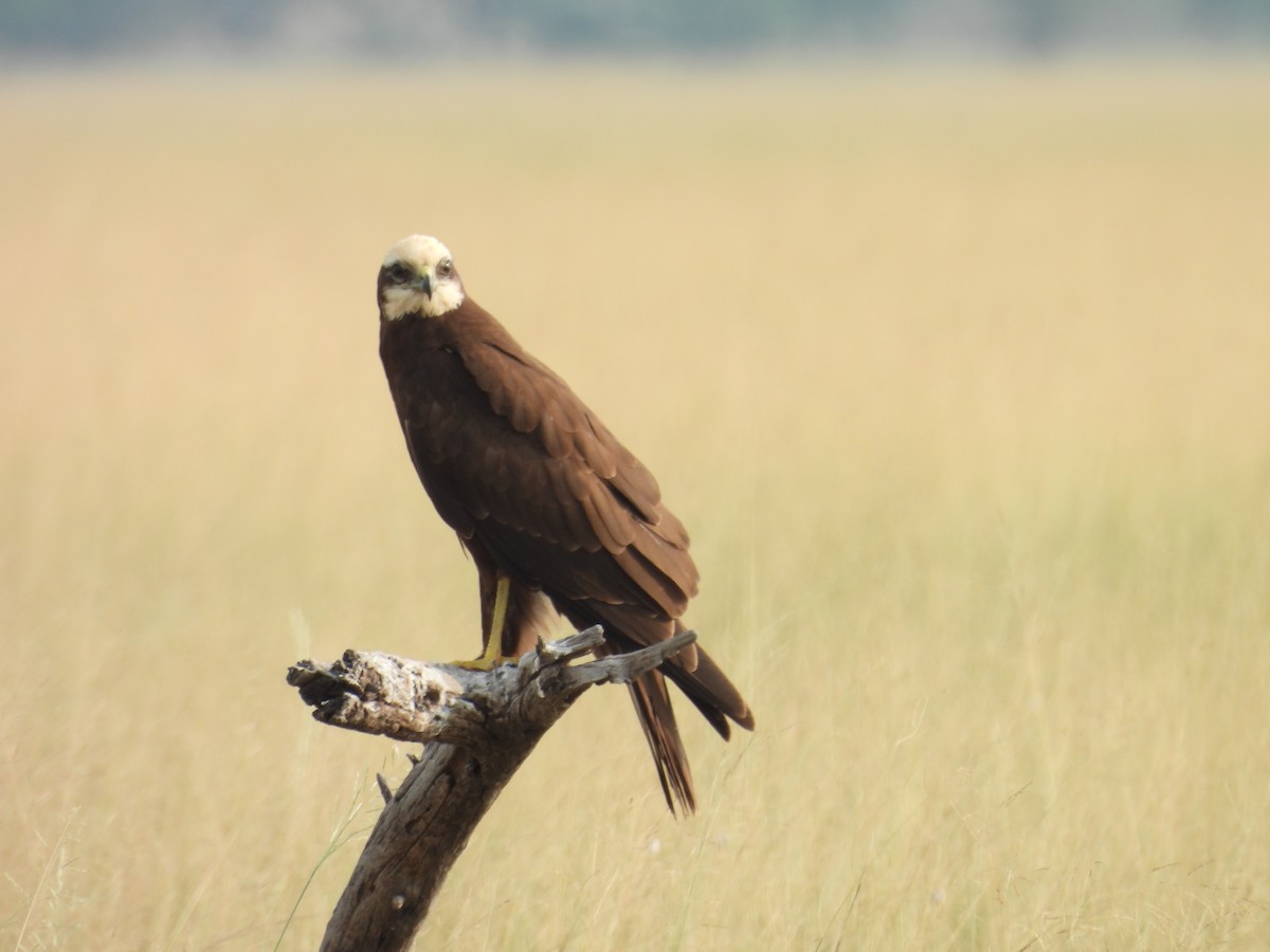 Western Marsh Harrier - ML659308953