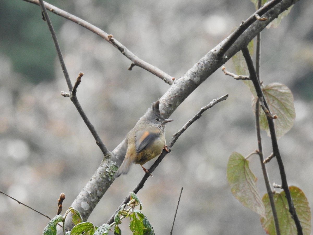 Çizgili Gıdılı Yuhina - ML659309017