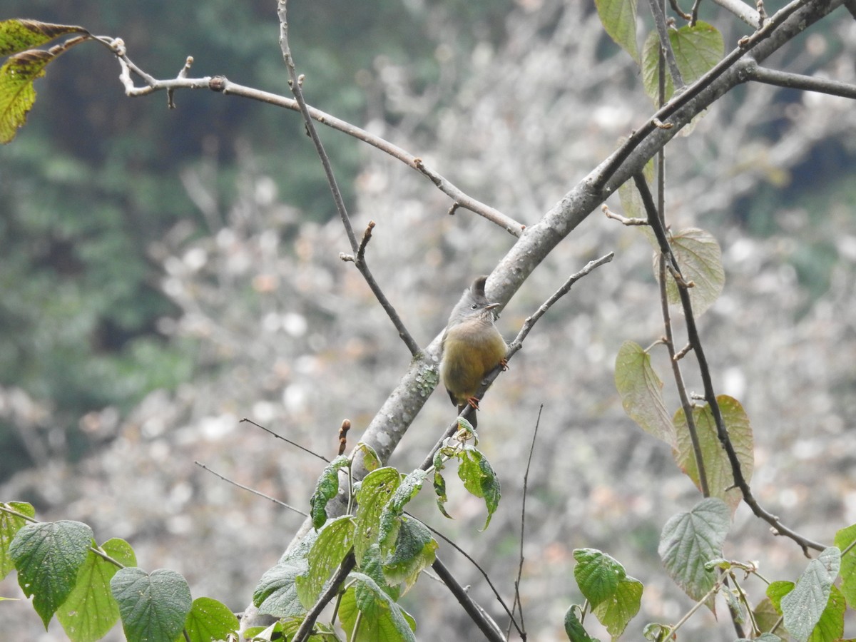 Çizgili Gıdılı Yuhina - ML659309019