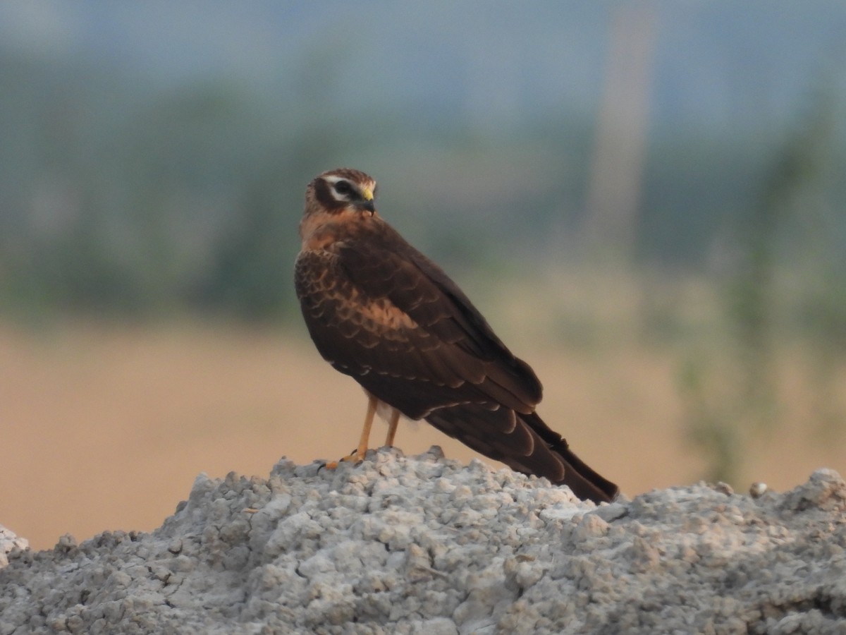 Montagu's Harrier - ML659309037