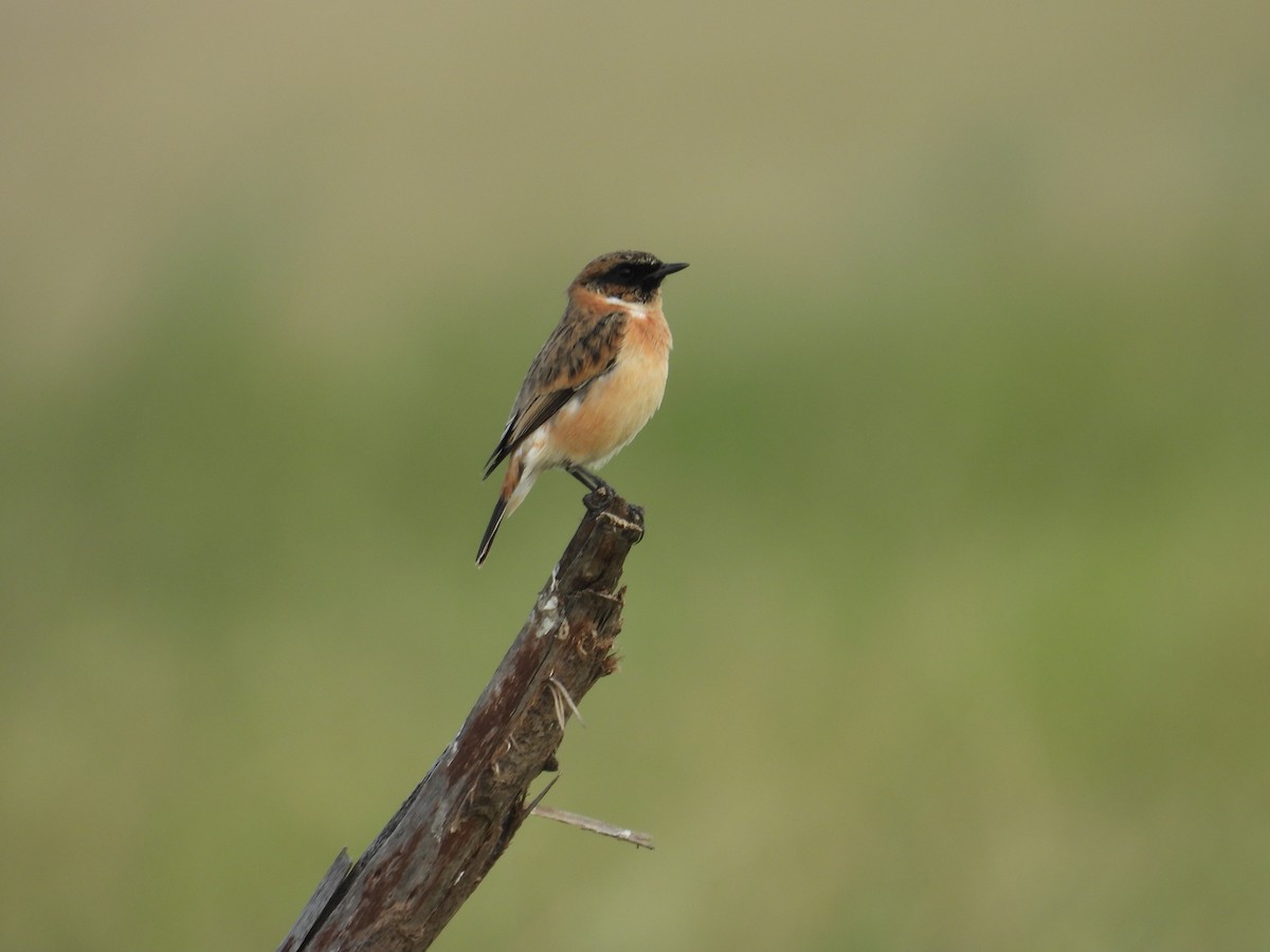 Siberian Stonechat - ML659309068