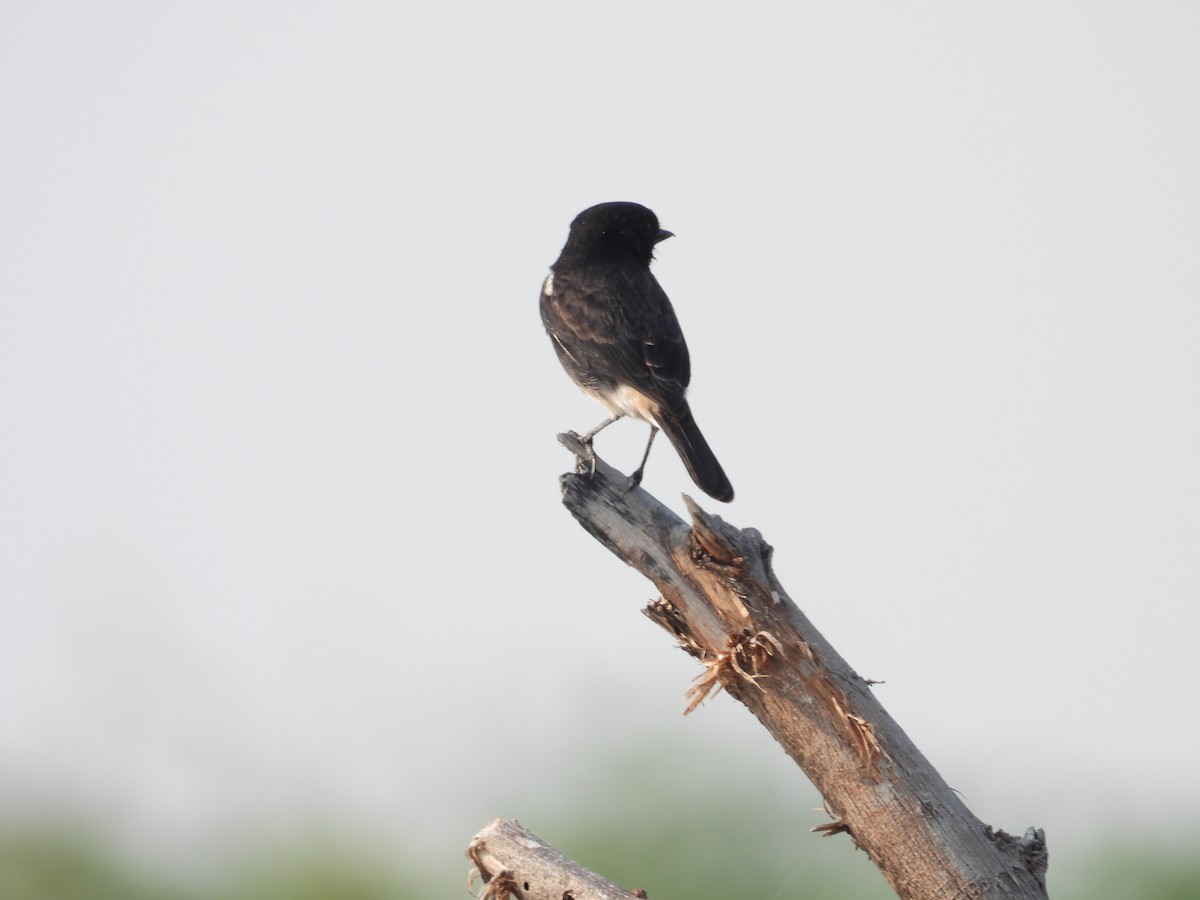 Pied Bushchat - ML659309132