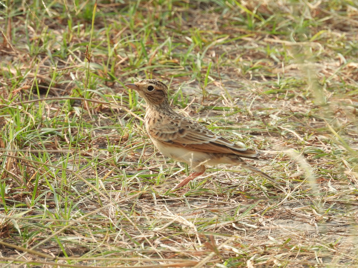 Indian Bushlark - ML659309142
