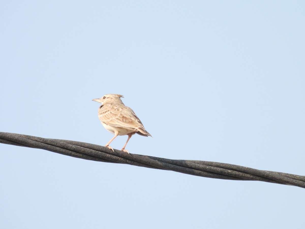 Crested Lark - ML659309146