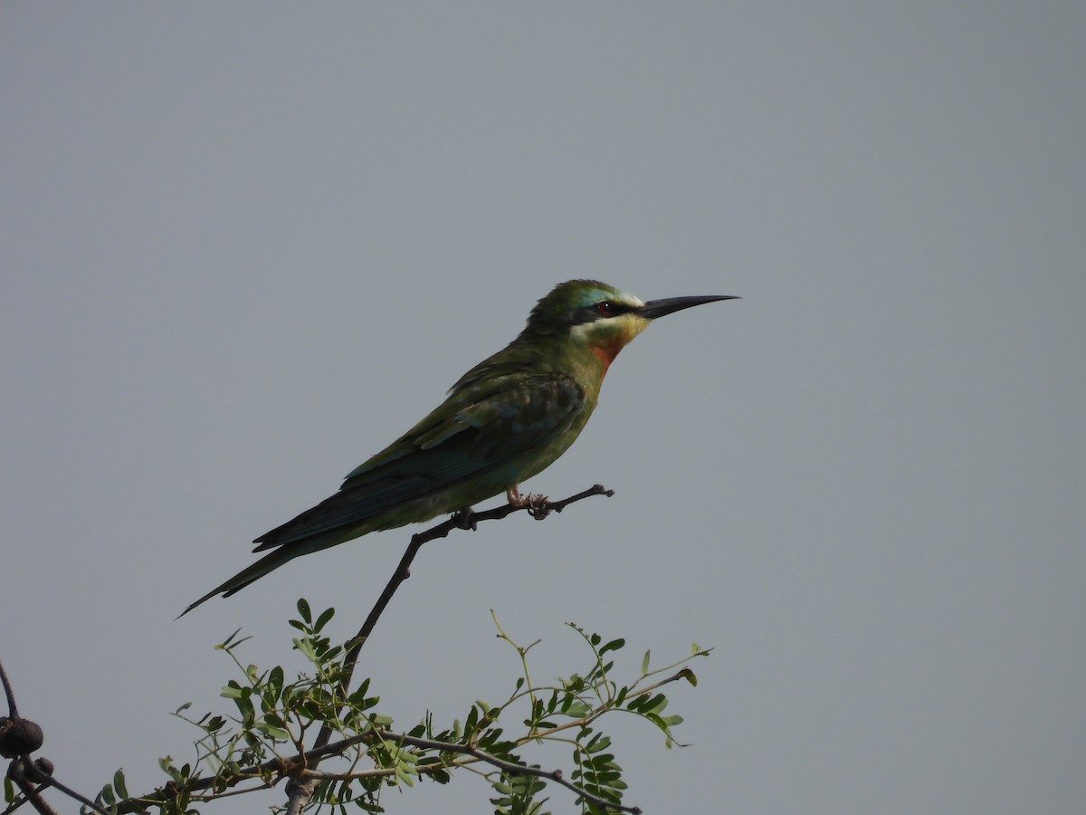 Blue-cheeked Bee-eater - ML659309154