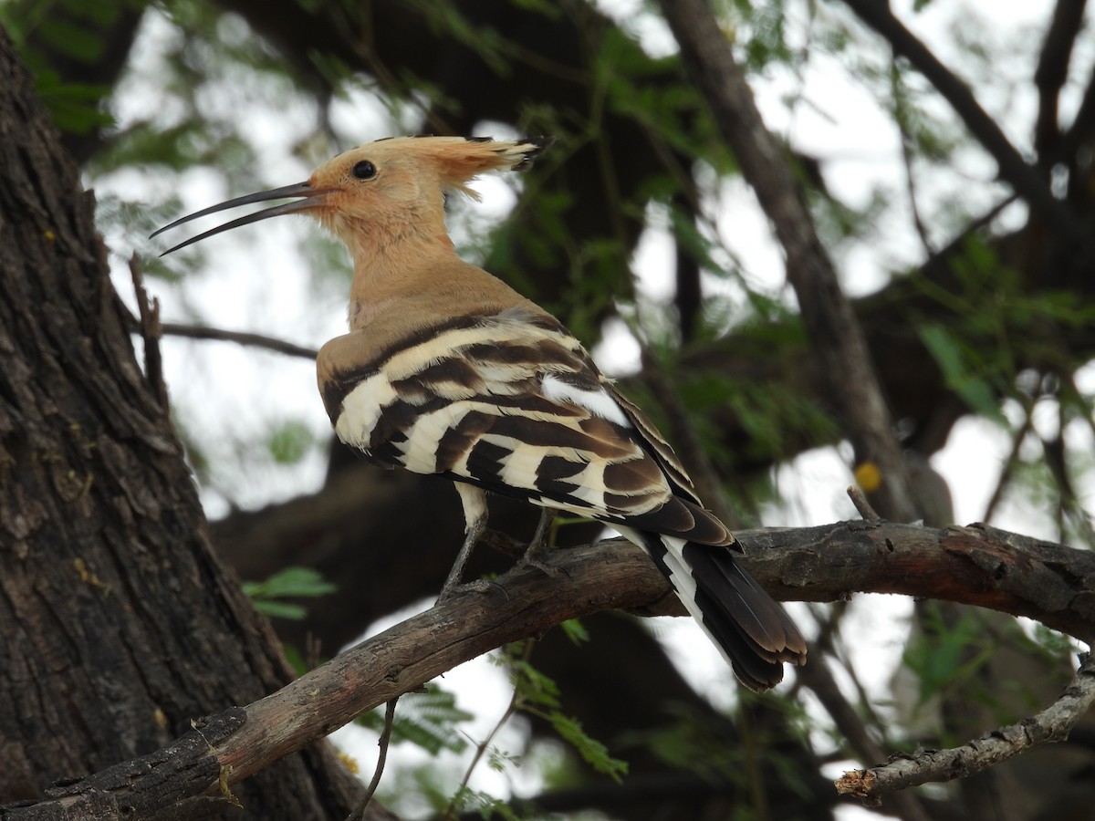 Common Hoopoe - ML659309161